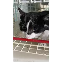Foto dell\'animale gatto - Matr. 2020/1718 - Microchip 380260044280987