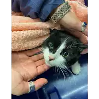 Foto dell\'animale gatto - Matr. 2020/1720 - Microchip 