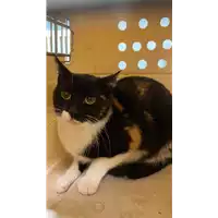 Foto dell\'animale gatto - Matr. 2020/1724 - Microchip 380260044278856