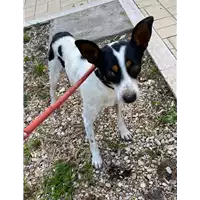 Foto dell\'animale cane - Matr. 2020/1727 - Microchip 380260044476957