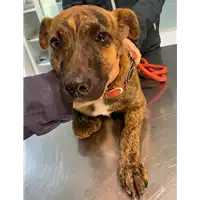 Foto dell\'animale cane - Matr. 2020/1730 - Microchip 380260044449432
