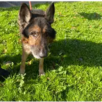 Foto dell\'animale cane - Matr. 2020/1732 - Microchip 380260044449191