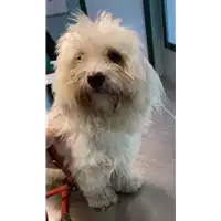 Foto dell\'animale cane - Matr. 2020/1733 - Microchip 380260101432397