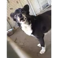 cane - Matr. 2017/0558 - Microchip 380260042881118