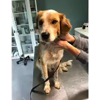 Foto dell\'animale cane - Matr. 2020/1738 - Microchip 380260020184769