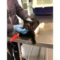 Foto dell\'animale gatto - Matr. 2020/1739 - Microchip 380260044476995