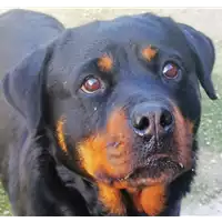 Foto dell\'animale cane - Matr. 2020/1740 - Microchip 380260101749888