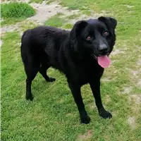 Foto dell\'animale cane - Matr. 2020/1742 - Microchip 380260044476435