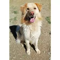 Foto dell\'animale cane - Matr. 2020/1743 - Microchip 380260044476402
