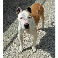 Foto dell\'animale cane - Matr. 2020/1744 - Microchip 380260002244125