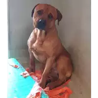Foto dell\'animale cane - Matr. 2020/1745 - Microchip 380260044476348