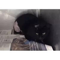 Foto dell\'animale gatto - Matr. 2017/0559 - Microchip 380260043156059