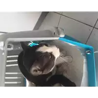 Foto dell\'animale gatto - Matr. 2020/1746 - Microchip 380260044476532