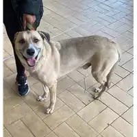Foto dell\'animale cane - Matr. 2020/1748 - Microchip 380260042778976