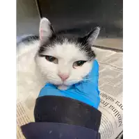Foto dell\'animale gatto - Matr. 2020/1750 - Microchip 380260044476951
