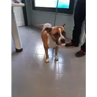 Foto dell\'animale cane - Matr. 2020/0660 - Microchip 985154000199941