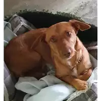 Foto dell\'animale cane - Matr. 2020/1752 - Microchip 688032000032497