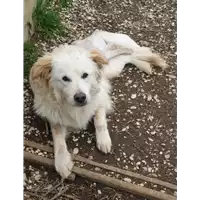 Foto dell\'animale cane - Matr. 2020/1751 - Microchip 380260044476762