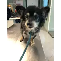 Foto dell\'animale cane - Matr. 2020/1753 - Microchip 380260002305376