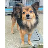Foto dell\'animale cane - Matr. 2020/1754 - Microchip 380260044476300