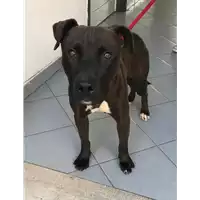 Foto dell\'animale cane - Matr. 2020/1371 - Microchip 380260043847219