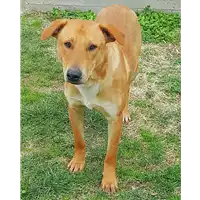 Foto dell\'animale cane - Matr. 2017/2610 - Microchip 380260042820039
