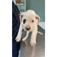 Foto dell\'animale cane - Matr. 2020/1755 - Microchip 380260044476271