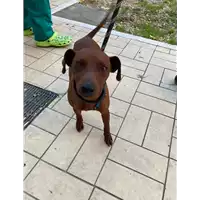 Foto dell\'animale cane - Matr. 2020/1756 - Microchip 380260044476118
