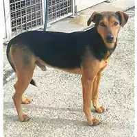 Foto dell\'animale cane - Matr. 2020/1757 - Microchip 380260100732556