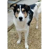 Foto dell\'animale cane - Matr. 2020/1760 - Microchip 380260044449942