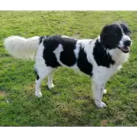 Foto dell\'animale cane - Matr. 2020/1758 - Microchip 380260044477101