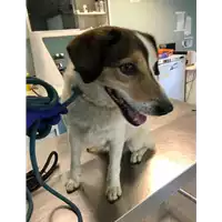 Foto dell\'animale cane - Matr. 2020/1289 - Microchip 380260043631557