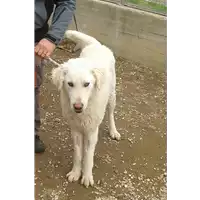 Foto dell\'animale cane - Matr. 2016/1470 - Microchip 380260042789921