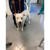 Foto dell\'animale cane - Matr. 2020/1622 - Microchip 380260044279437