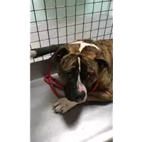 Foto dell\'animale cane - Matr. 2020/1772 - Microchip 380260044281252