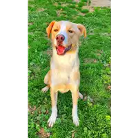 Foto dell\'animale cane - Matr. 2020/1122 - Microchip 380260044280253