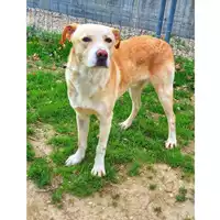 Foto dell\'animale cane - Matr. 2020/1123 - Microchip 380260044281024