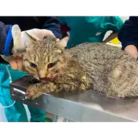 Foto dell\'animale gatto - Matr. 2020/1773 - Microchip 380260044281394