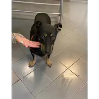 Foto dell\'animale cane - Matr. 2020/1457 - Microchip 380260043769761