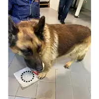 Foto dell\'animale cane - Matr. 2020/1778 - Microchip 380260002186300