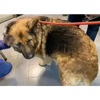 Foto dell\'animale cane - Matr. 2020/1777 - Microchip 380260100118195