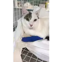 Foto dell\'animale gatto - Matr. 2020/1779 - Microchip 380260044280714