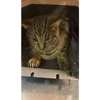 Foto dell\'animale gatto - Matr. 2020/1780 - Microchip 380260044280529