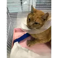 Foto dell\'animale gatto - Matr. 2020/1781 - Microchip 380260044280508