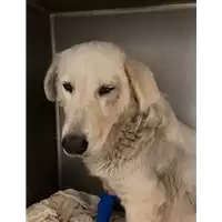 Foto dell\'animale cane - Matr. 2020/1782 - Microchip 380260044280471