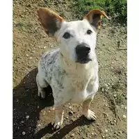 Foto dell\'animale cane - Matr. 2015/0215 - Microchip 380260000527024