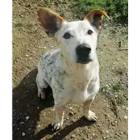 Foto dell\'animale cane - Matr. 2015/0215 - Microchip 380260000527024