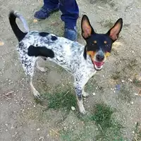 Foto dell\'animale cane - Matr. 2019/1710 - Microchip 380260043680735