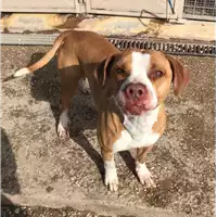 Foto dell\'animale cane - Matr. 2020/1786 - Microchip 380260044476216