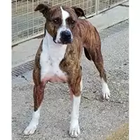 Foto dell\'animale cane - Matr. 2020/1787 - Microchip 380260044278530